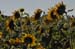 Heinz Epting "Sonnenblumen"