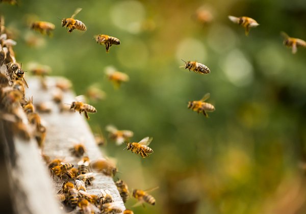 (74) ColorSW Wettbewerb Thema Insekten